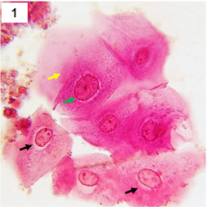 Captura de tela 2025-01-31 135526