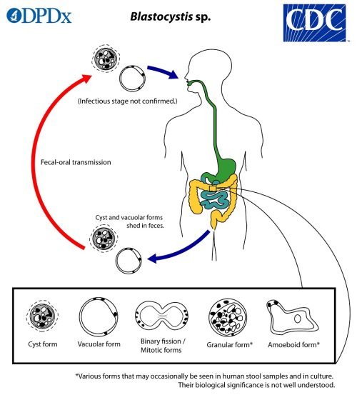 Blastocystis_LifeCycle_19-1