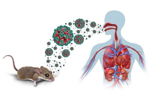 Hantavirus or Hanta Virus outbreak as a zoonotic RNA virus transmitted by infected rodents causing severe respiratory and hemorrhagic diseases in humans as pneumonia as a dangerous viral pathogen.