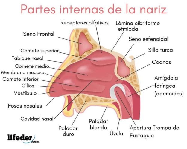 nariz_interna nariz_interna